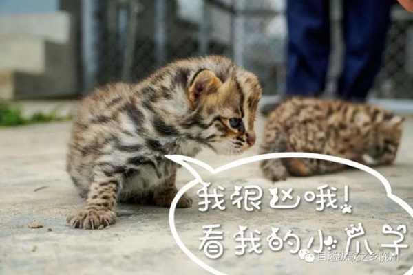 什么猫咪最流行捡个小豹当老婆书包网