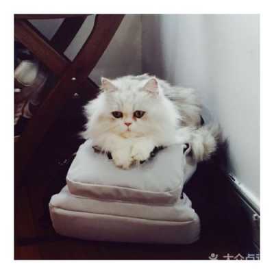 上海猫公主女主天地（上海猫猫公主图片）